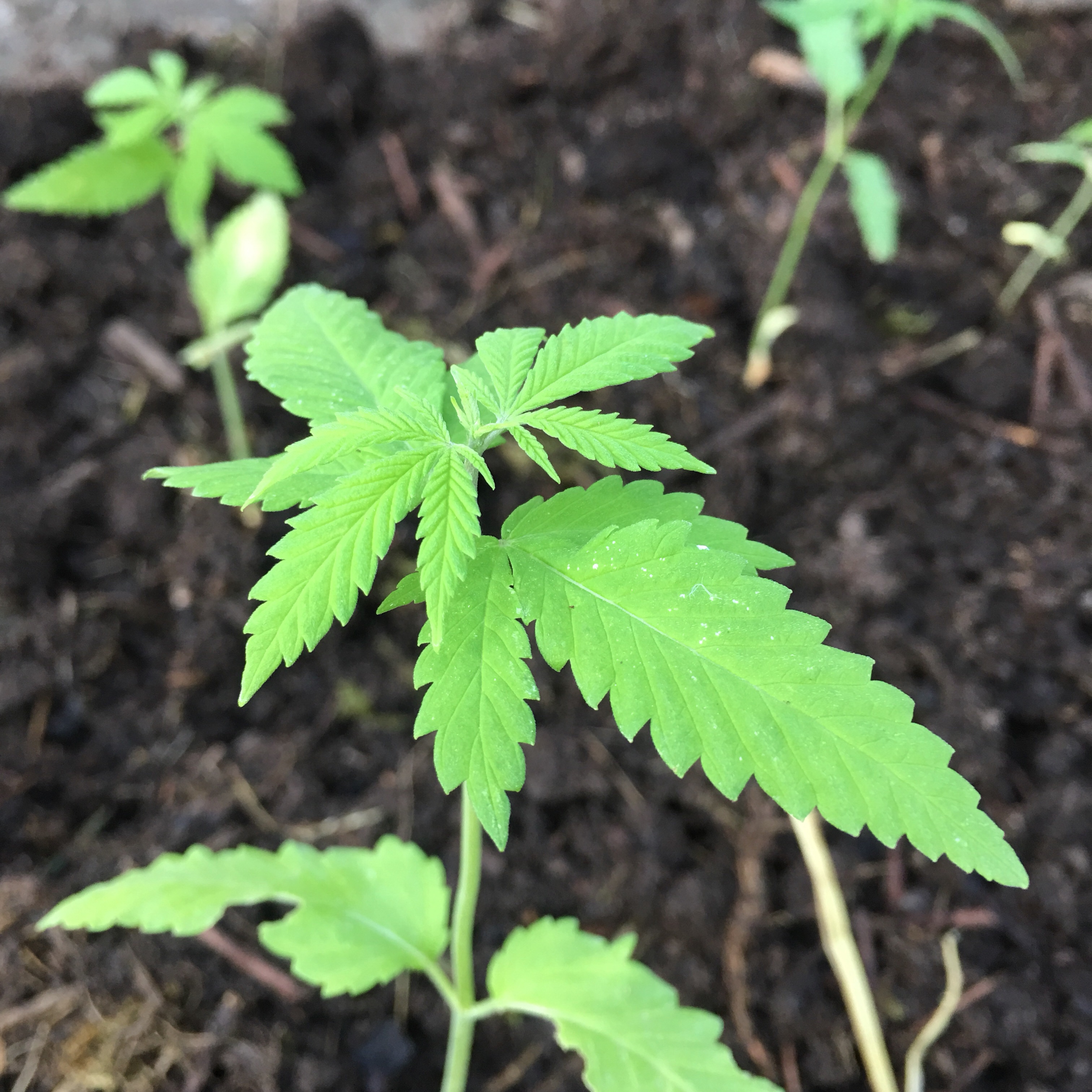 Cannabis Sativa, liten planta